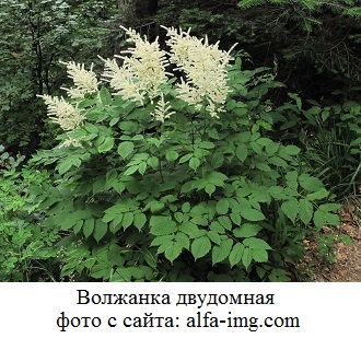 фото Волжанка двудомная 